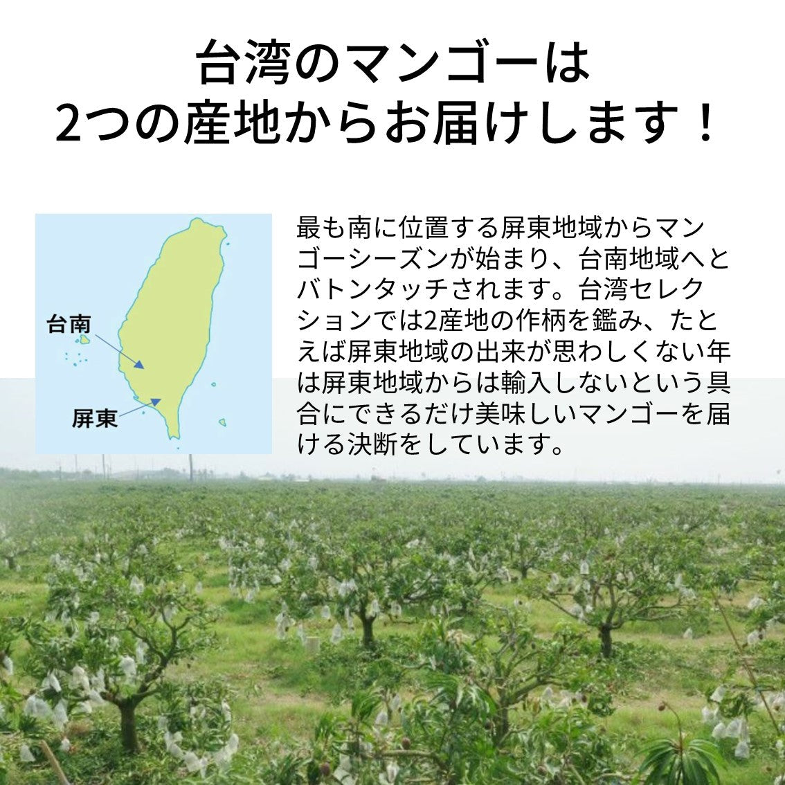 【贈答用】台湾愛文マンゴー 2.5kg箱/5-7玉入 小玉