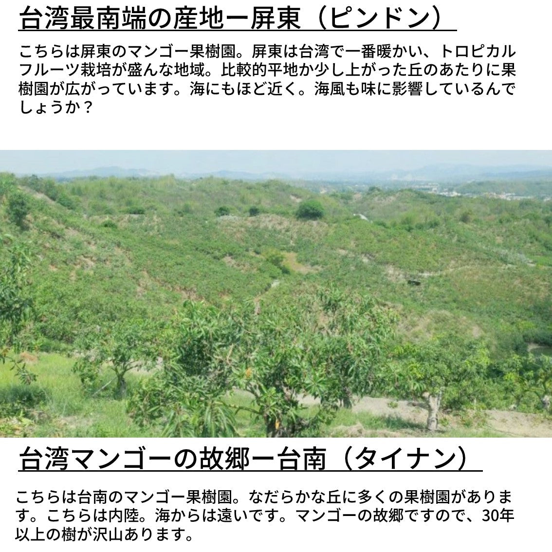 【贈答用】台湾愛文マンゴー 2.5kg箱/5-7玉入 小玉