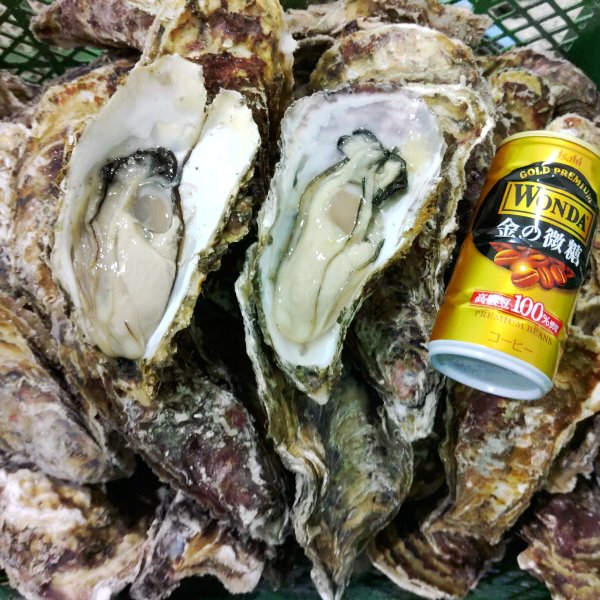 デカい牡蠣 殻付き 牡蠣 ３年牡蠣 ３ｋｇ 冷凍便 送料無料！３キロ 宮城県産 殻付き牡蠣 殻付き 殻付 カキ 加熱用 松島牡蠣屋 無選別牡蠣 牡蛎 ＢＢＱ バーベキュー食材 海産物 牡蠣通販 「３年牡蠣 ３ｋｇ」【80】