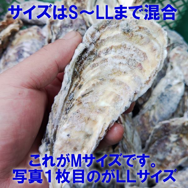 デカい牡蠣 殻付き 牡蠣 ３年牡蠣 ３ｋｇ 冷凍便 送料無料！３キロ 宮城県産 殻付き牡蠣 殻付き 殻付 カキ 加熱用 松島牡蠣屋 無選別牡蠣 牡蛎 ＢＢＱ バーベキュー食材 海産物 牡蠣通販 「３年牡蠣 ３ｋｇ」【80】