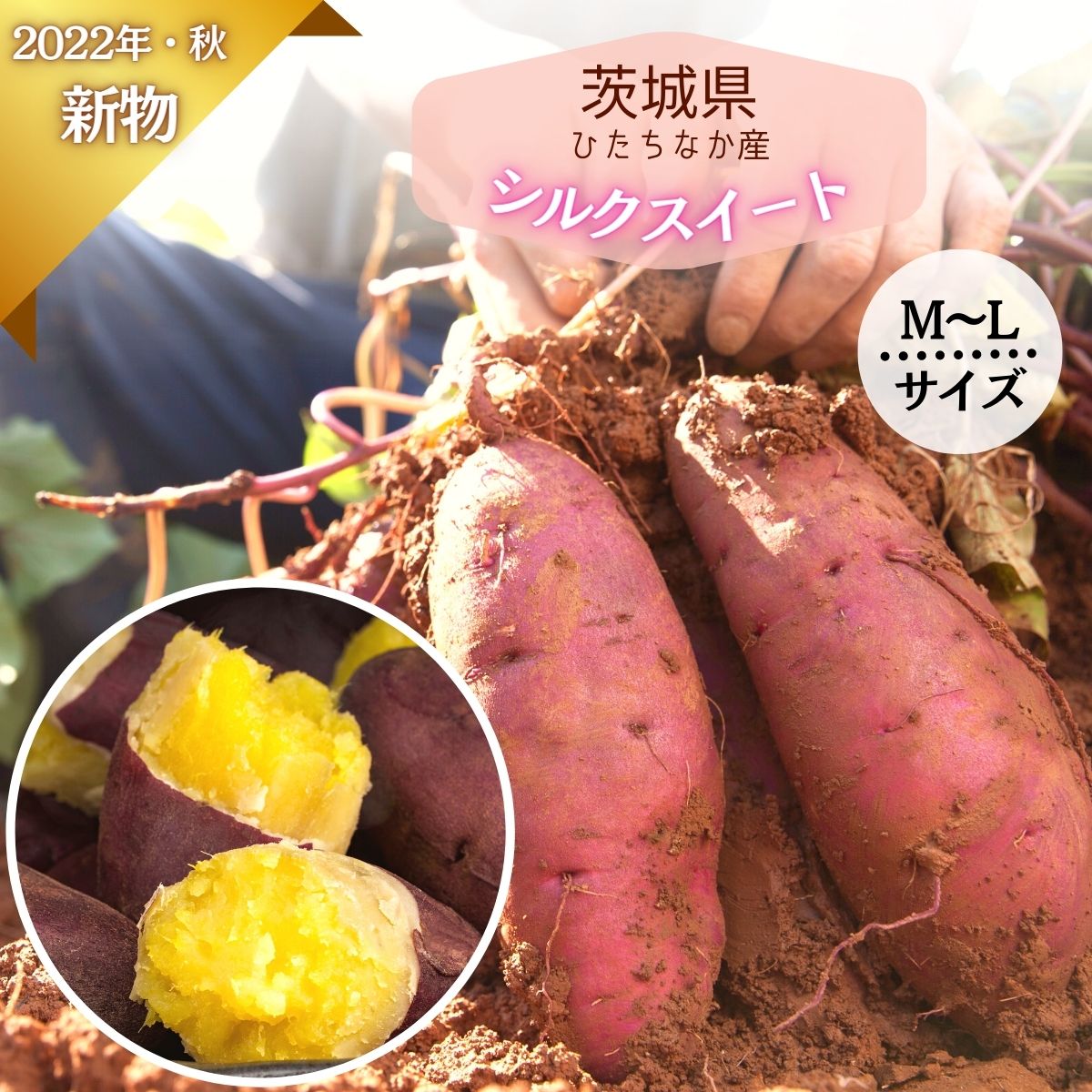 新芋 シルクスイート M〜Lサイズ さつまいも 5kg 箱 さつま芋 送料無料
