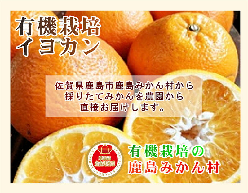 【フルーツ みかん 有機栽培 いよかん】佐賀県 鹿島市 有機みかん佐藤農場有機栽培 いよかん 5kg採りたてを農園から産地直送送料無料【ミカン 果実 ギフト 無農薬栽培】