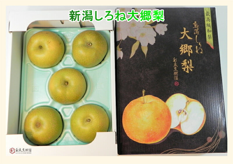 【フルーツ 梨 和梨 あきづき 送料無料】新潟県白根 梨栽培農家 和泉果樹園有機質肥料栽培 あきづき梨 10kg(14個～20個）化粧箱入【なし 贈答品 プレゼント】