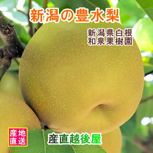 【フルーツ 梨 和梨 豊水 送料無料】新潟県白根 梨栽培農家 和泉果樹園有機質肥料栽培 豊水梨 10kg(14個～20個）化粧箱入【なし 贈答品 プレゼント】