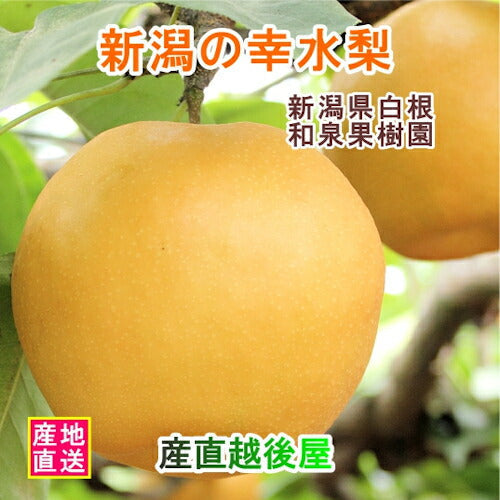 【フルーツ 梨 和梨 幸水 送料無料】新潟県白根 梨栽培農家 和泉果樹園有機質肥料栽培 幸水梨 10kg(14個～20個）家庭用【なし 贈答品 プレゼント】