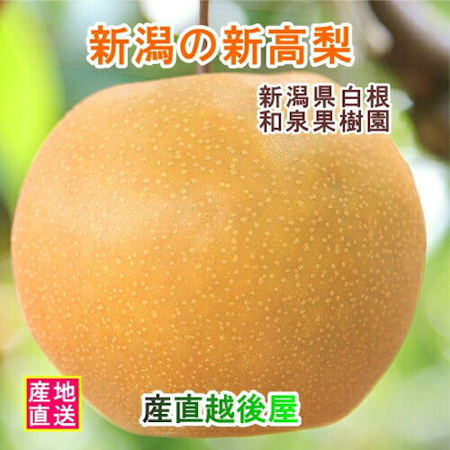 【フルーツ 梨 和梨 新高 送料無料】新潟県白根 梨栽培農家 和泉果樹園有機質肥料栽培 新高梨 5kg(7個～10個）化粧箱入【なし 贈答品 プレゼント】
