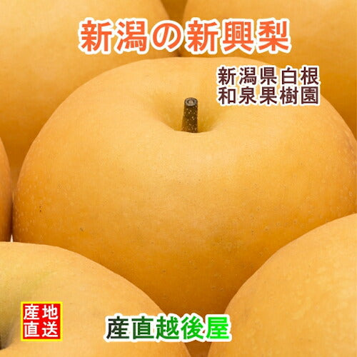 【フルーツ 梨 和梨 新興 送料無料】新潟県白根 梨栽培農家 和泉果樹園有機質肥料栽培 新興梨 3kg(5個～7個）家庭用梨【なし 贈答品 プレゼント】