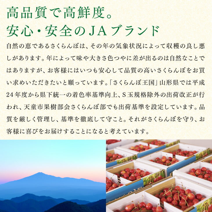 ★予告：5/5は全品10倍★早期予約  送料無料 山形県産 ハウス栽培 佐藤錦 L玉サイズ バラ詰め 300g 送料無料※一部地域別途送料 hc08