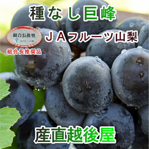 【フルーツ ぶどう ブドウ】山梨県 ＪＡフルーツ山梨 組合長推奨 種なし巨峰 路地栽培最高品質 化粧箱1房入り 約600gＪＡフルーツ山梨から産地直送送料無料【果物 贈答品 ギフト】