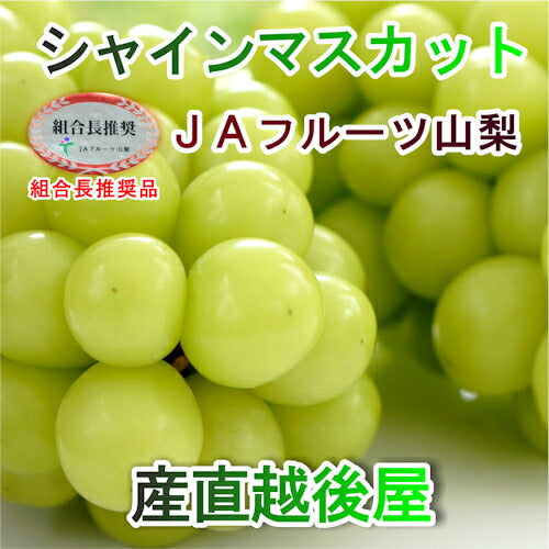 【フルーツ ぶどう ブドウ】山梨県 ＪＡフルーツ山梨 組合長推奨 シャインマスカット 路地栽培最高品質 化粧箱2房入り 約1.2kgＪＡフルーツ山梨から産地直送送料無料【果物 贈答品 ギフト】