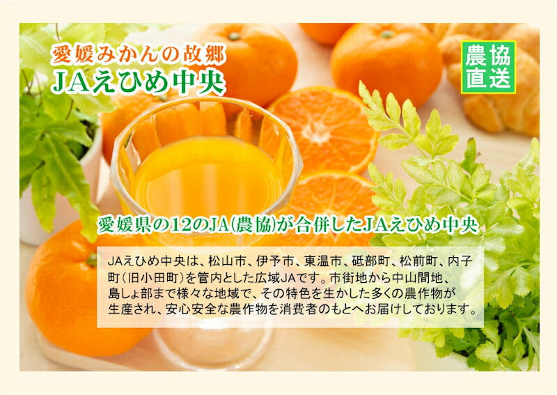【ゼリー 柑橘類 紅まどんなゼリー 送料無料】愛媛県の農協 JAえひめ中央 愛媛の果実 紅まどんなカップゼリー 紅まどんなのゼリー155ｇ 30個入【お中元 お歳暮 ギフト 贈り物】