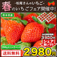 熊本県産 いちご 苺 ゆうべに 恋みのり 280g以上×2パック (24～36玉)  送料無料