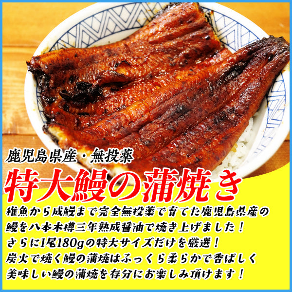 【限定クーポンで20%OFF】ギフト箱に特大長焼180gサイズ x 2本入り！無投薬で育てた安全・安心の鰻を炭火焼！鹿児島産 炭火焼 特大 鰻の蒲焼 長焼き1枚180g×2本