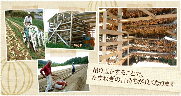 【先着10購入限定・13%OFF】10k 淡路島 訳あり 新玉ねぎ
