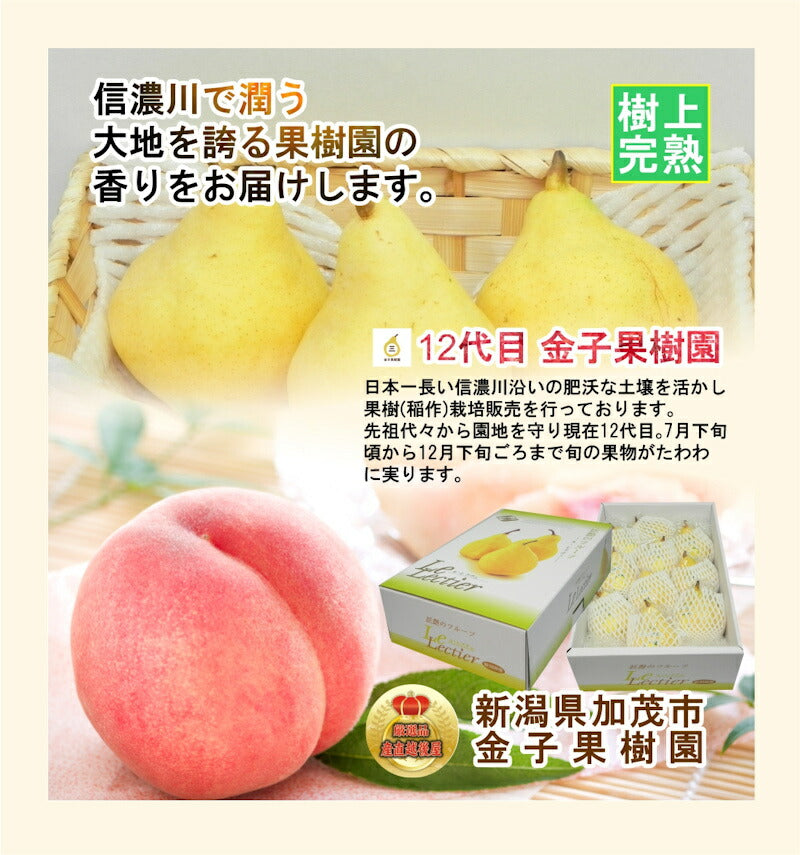【フルーツ 和梨 完熟梨 送料無料】新潟県 加茂市 金子果樹園新潟の新たな梨 幸水梨 3kg（8個～10個)厳選した梨 化粧箱入り【お取り寄せ なし 果実 贈答品 ギフト】