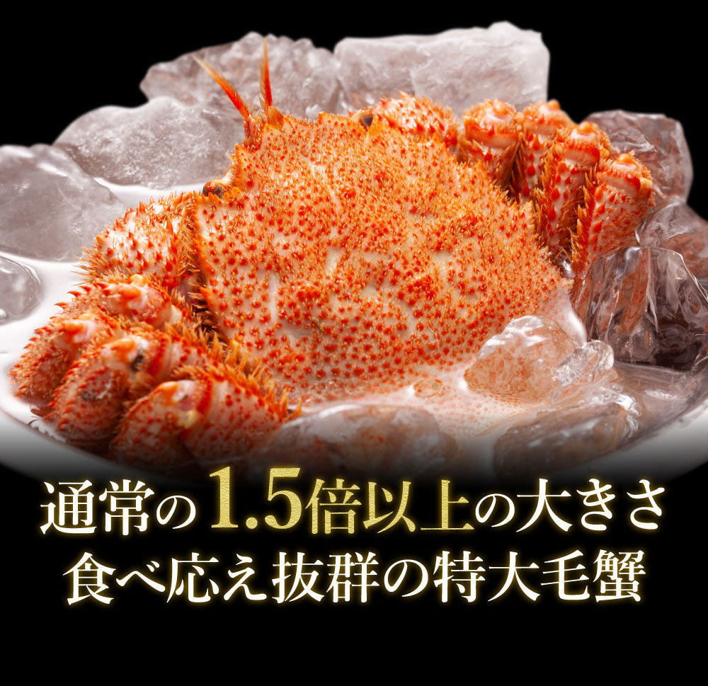 身入り抜群！特大毛蟹1尾で800g