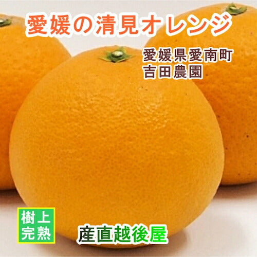 【フルーツ みかん 清見オレンジ】愛媛県 愛南町 みかん果樹園 吉田農園樹上完熟栽培 吉田の清見オレンジ 5kgＢ級品 採りたてを農園から産地直送送料無料【ミカン 果実 ギフト 贈答品】