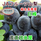 【フルーツ ぶどう ブドウ ハウス栽培】山梨県 ＪＡフルーツ山梨 組合長推奨 種なし巨峰 ハウス栽培最高品質 化粧箱3房入り 約1.8kgＪＡフルーツ山梨から産地直送送料無料【果物 贈答品 ギフト】