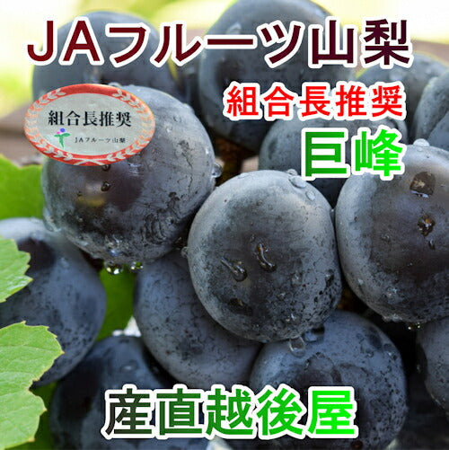 【フルーツ ぶどう ブドウ ハウス栽培】山梨県 ＪＡフルーツ山梨 組合長推奨 種なし巨峰 ハウス栽培最高品質 化粧箱2房入り 約1.2kgＪＡフルーツ山梨から産地直送送料無料【果物 贈答品 ギフト】