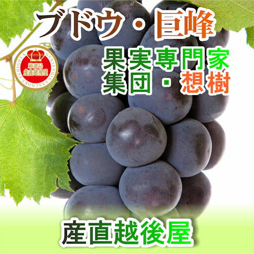【フルーツ ぶどう ブドウ 巨峰 送料無料】新潟県 三条果実専門家集団 想樹樹上完熟ぶどう 種付巨峰 2房（350g～450g）【お取り寄せ ブドウ 果実 贈答品 ギフト】