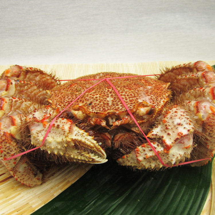 【数量限定】幻の巨大毛ガニ1尾約1ｋg 送料無料 《※冷凍便》 _姿_蟹 お取り寄せグルメ 食品 ギフト
