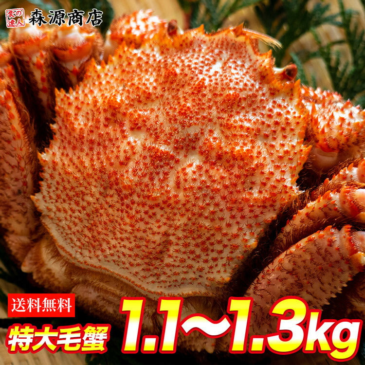 毛ガニ 超特大1尾 約1.1kg?1.3kg ロシア産 ( 毛蟹 けがに ケガニ 毛ガニ かに カニ 蟹 ) 見舞い 送料無料 冷凍便 お取り寄せグルメ 食品 ギフト