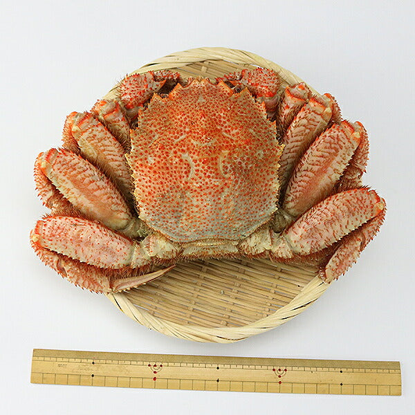 毛ガニ 超特大1尾 約1.1kg?1.3kg ロシア産 ( 毛蟹 けがに ケガニ 毛ガニ かに カニ 蟹 ) 見舞い 送料無料 冷凍便 お取り寄せグルメ 食品 ギフト