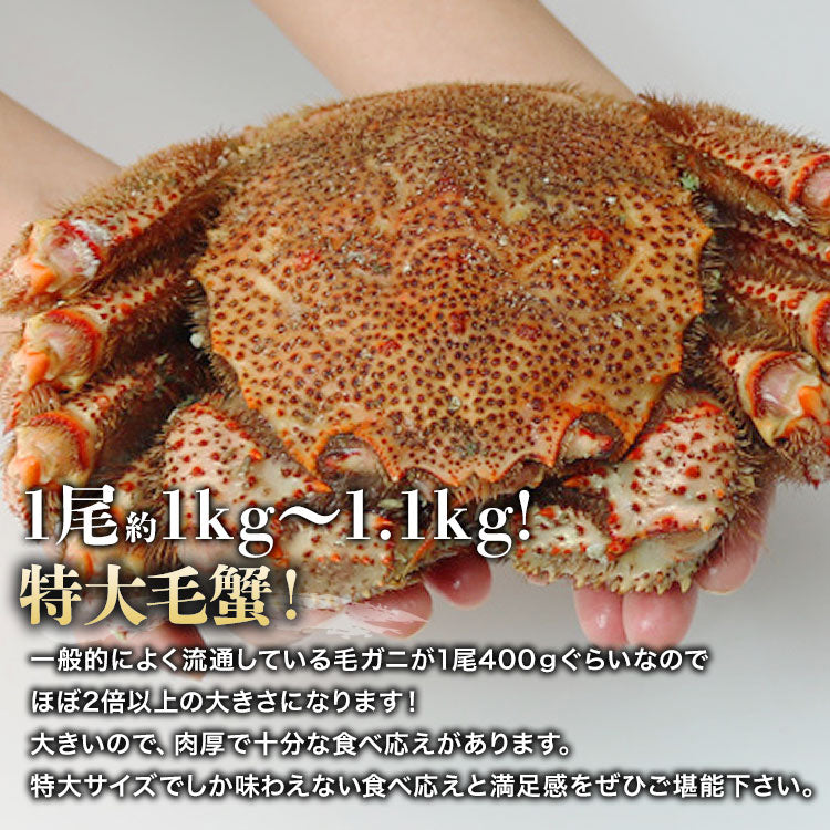 ロシア産 毛ガニ1尾 約1kg?1.1kg 送料無料 お取り寄せグルメ 食品 ギフト