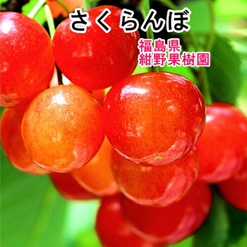 【フルーツ 福島県 さくらんぼ 佐藤錦】福島県飯坂町 紺野観光果樹園樹上完熟さくらんぼ 佐藤錦<br >パック詰め Lサイズ 500g20個限定販売 専用箱入 送料無料【果物 贈答品 ギフト プレゼント】