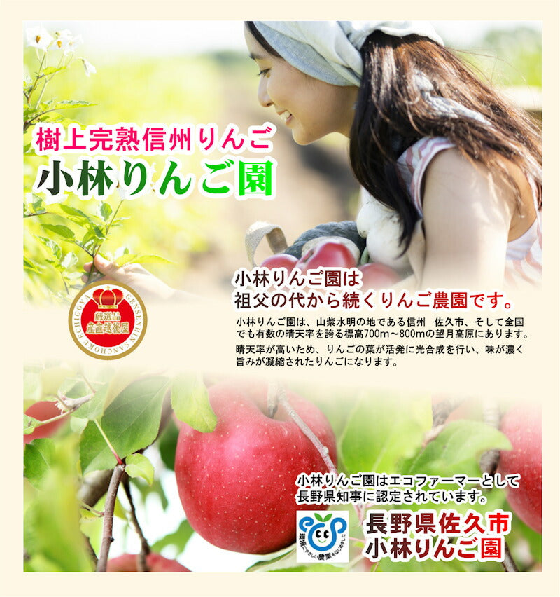 【フルーツ りんご 信州りんご】長野県佐久市 小林りんご園樹上完熟信州りんご シナノゴールド 3kg（7玉～12玉）長野県認定 エコファーマー農園送料無料【リンゴ 果物 贈答品 ギフト】