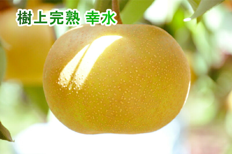 【フルーツ 梨 和梨 幸水 送料無料】新潟県 エコファーマー認定農園 土田農園 有機栽培 幸水梨 贈答用 5kg(9個～14個）【なし 贈答品 プレゼント】