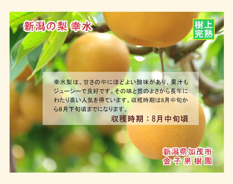 【フルーツ 和梨 完熟梨 送料無料】新潟県 加茂市 金子果樹園新潟の新たな梨 幸水梨 5kg（12個～16個)厳選した梨 化粧箱入り【お取り寄せ なし 果実 贈答品 ギフト】