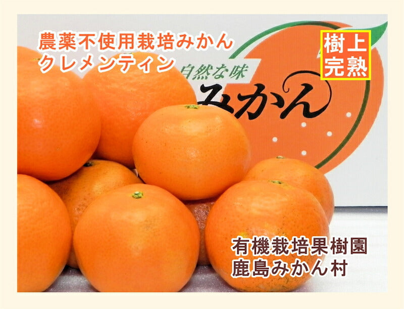 【フルーツ みかん クレメンティン】佐賀県 鹿島市 有機みかん佐藤農場低農薬栽培 クレメンティン 10kg AB混合採りたてを農園から産地直送 送料無料【ミカン 果実 ギフト 無農薬栽培】