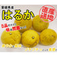 はるか 5kg 果物 産地直送 愛媛県産 B品