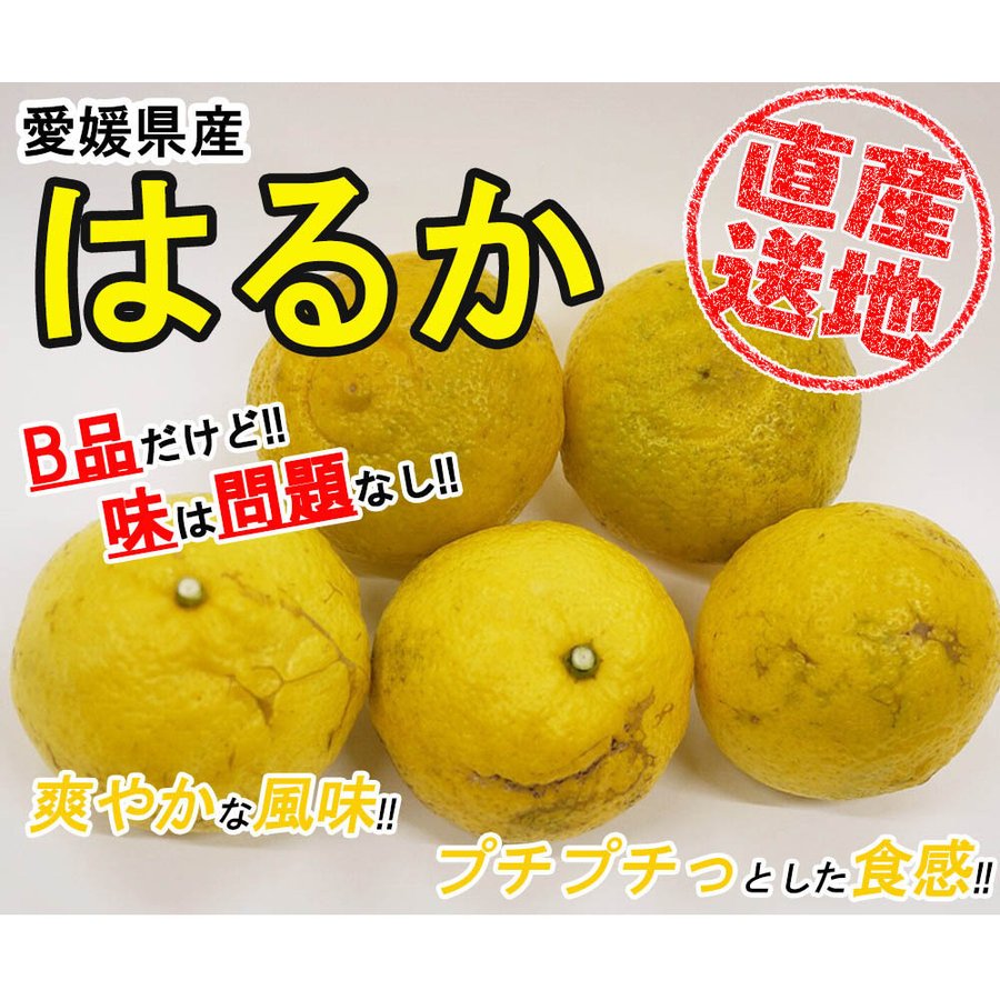 はるか 5kg 果物 産地直送 愛媛県産 B品