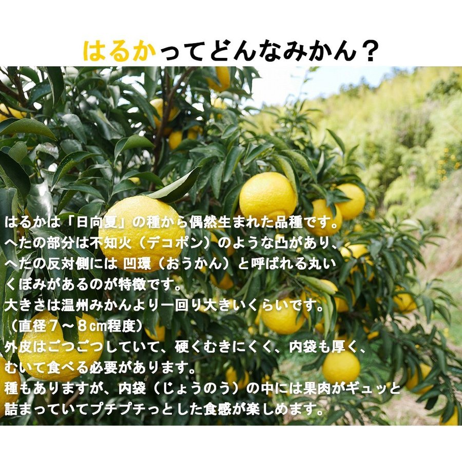 はるか 5kg 果物 産地直送 愛媛県産 B品