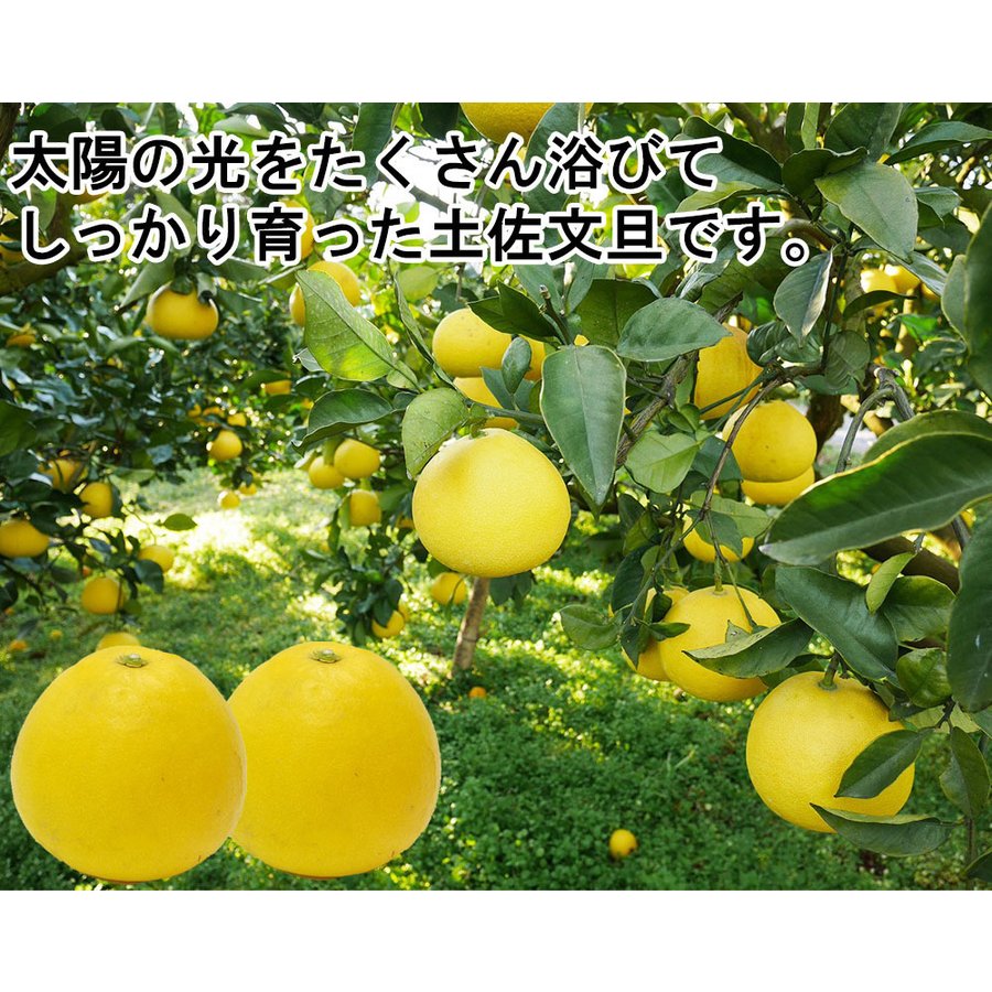 土佐文旦 中玉 4kg 果物 産地直送 愛媛県産
