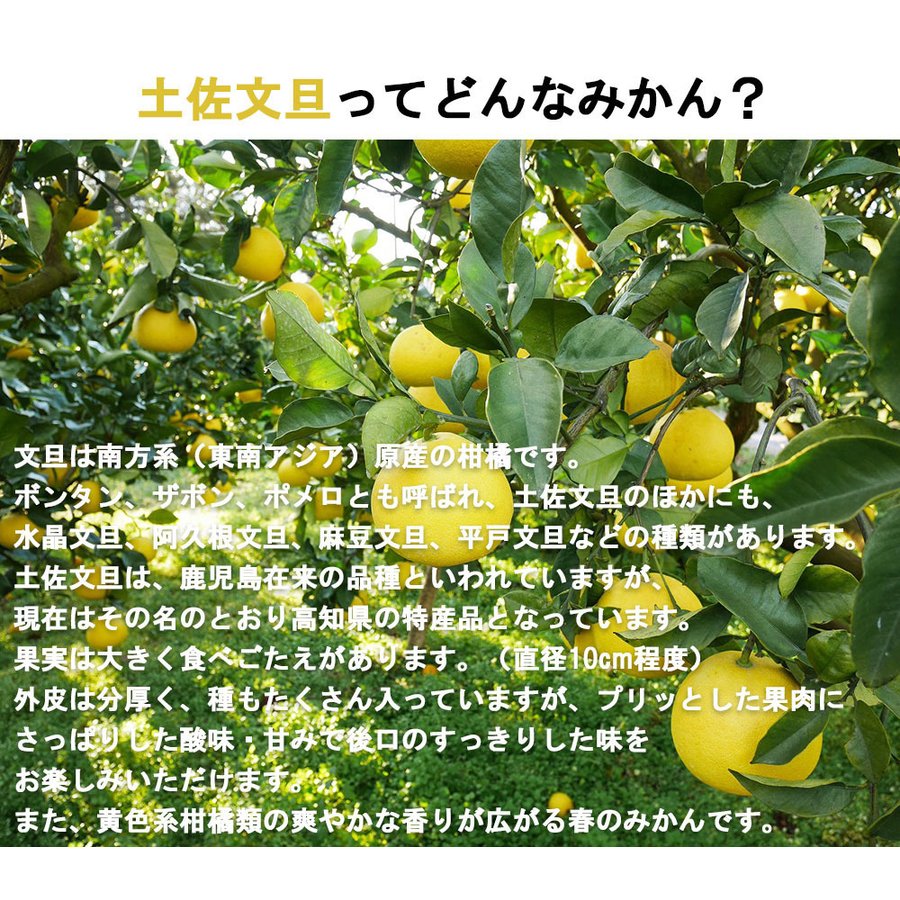 土佐文旦 B品 4kg 果物 産地直送 愛媛県産