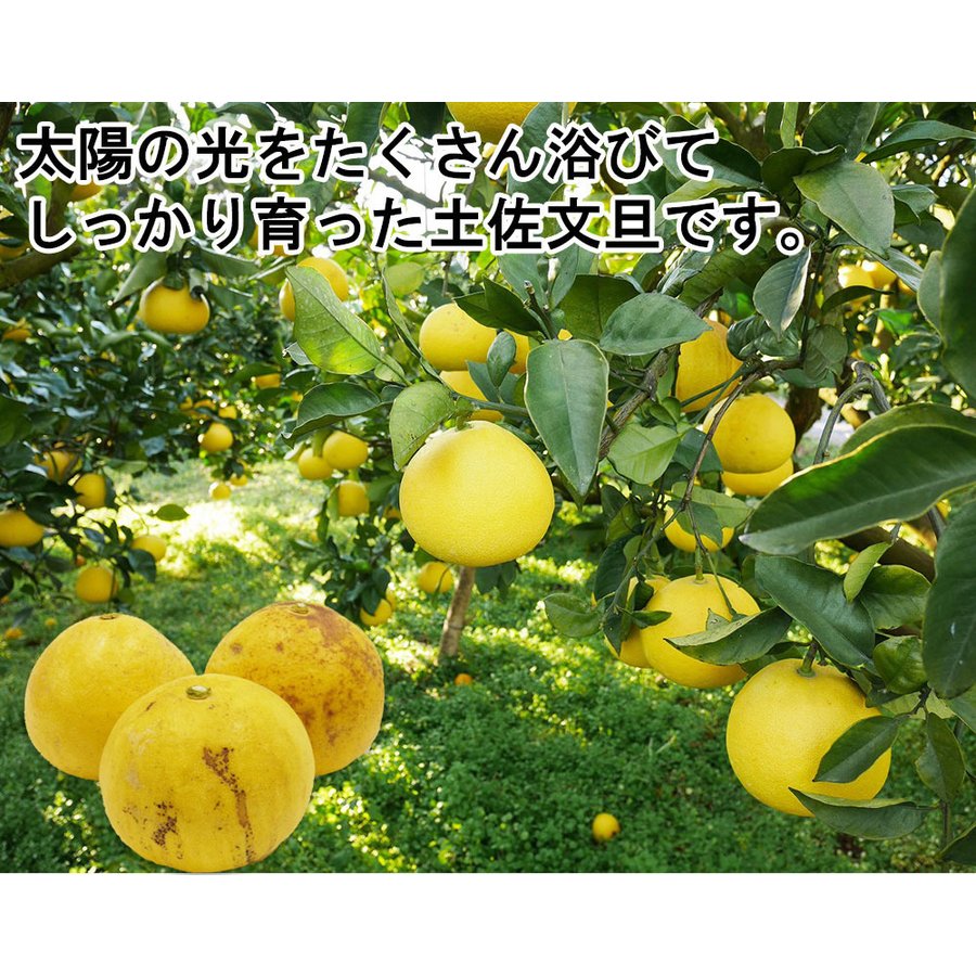 土佐文旦 B品 4kg 果物 産地直送 愛媛県産