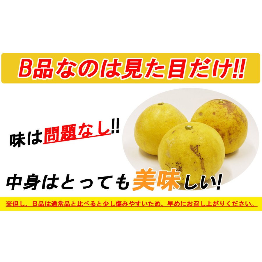 土佐文旦 B品 4kg 果物 産地直送 愛媛県産