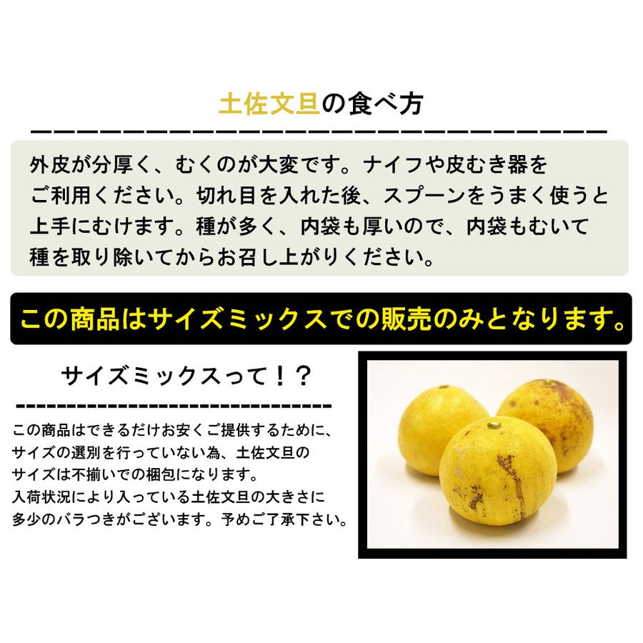 土佐文旦 B品 4kg 果物 産地直送 愛媛県産