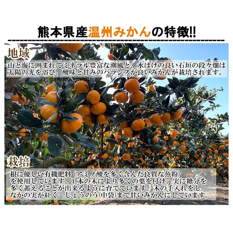温州みかん 訳あり 5kg