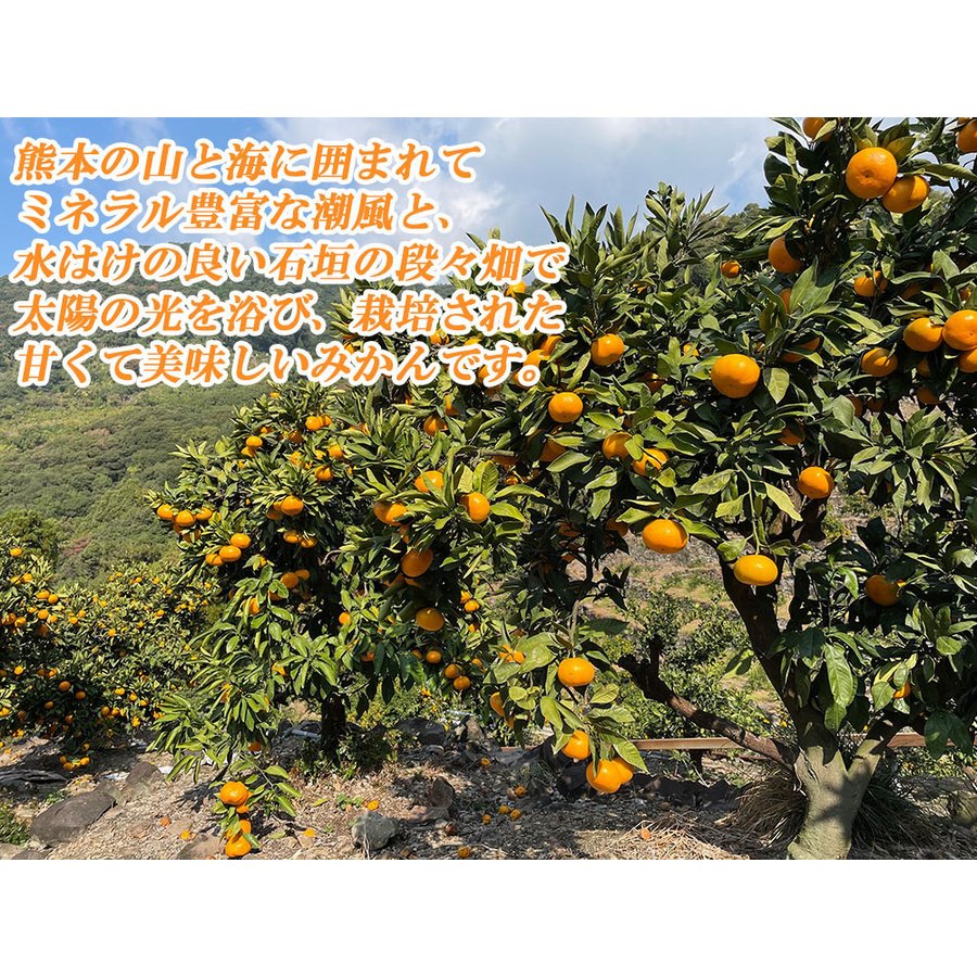 温州みかん 訳あり 5kg