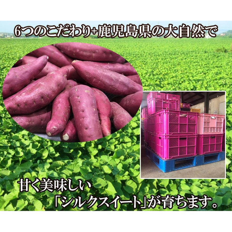 シルクスイート Ａ品 (サイズ不揃い) 5kg