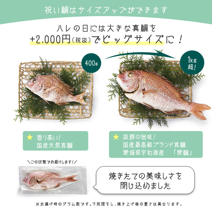 ★非掲載★お食い初め 料理 セット 【フレンチの鉄人 坂井宏行監修 フレンチお食い初め膳 - 祝い鯛姿焼きコース（食器セット） - 】 歯固め石 赤飯 鯛 はまぐり 祝箸 国産天然真鯛 盛り付け済み レンジ解凍OK