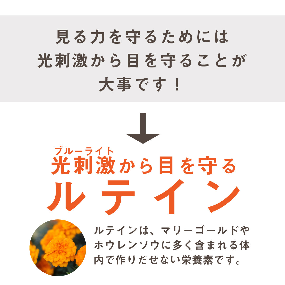ルテイン サプリ ルテインの力EX 60粒