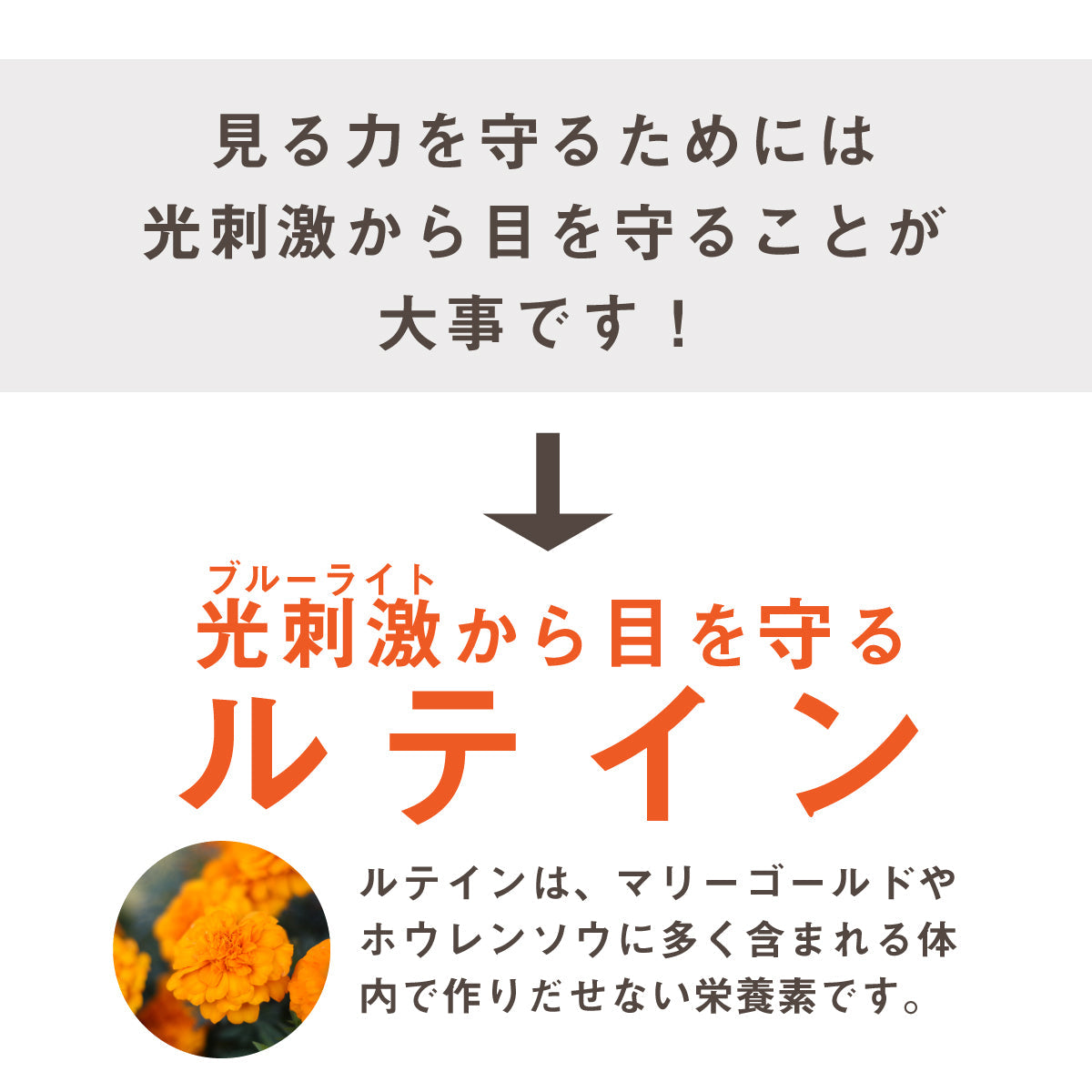 ルテイン サプリ ルテインの力EX 60粒