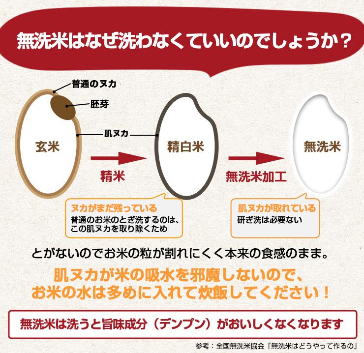 【限定30セット特別価格】新米　無洗米 こしひかり 10kg（5kg×2袋）令和3年度 宮崎県産