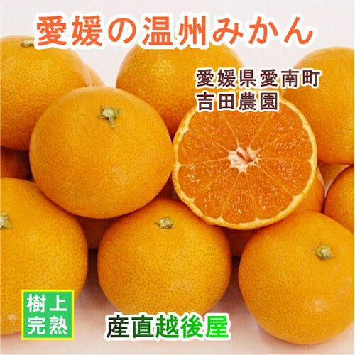 【フルーツ みかん 温州みかん】愛媛県 愛南町 みかん果樹園 吉田農園樹上完熟栽培 愛媛みかん 10kg 通常品採りたてを農園から産地直送送料無料【ミカン 果実 ギフト 贈答品】
