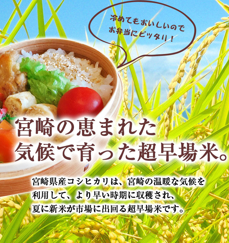 新米 無洗米 こしひかり 20kg（5kg×4袋）令和3年 宮崎県産
